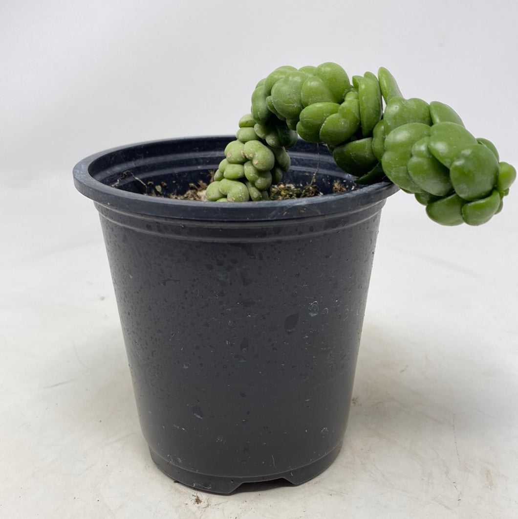 Dischidia nummularia sp. ‘Dragon Jade’