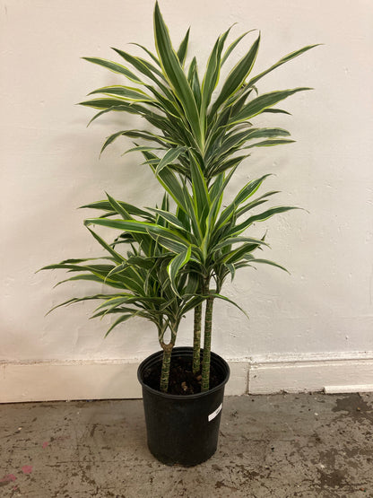 Dracaena ‘Lemon Lime’