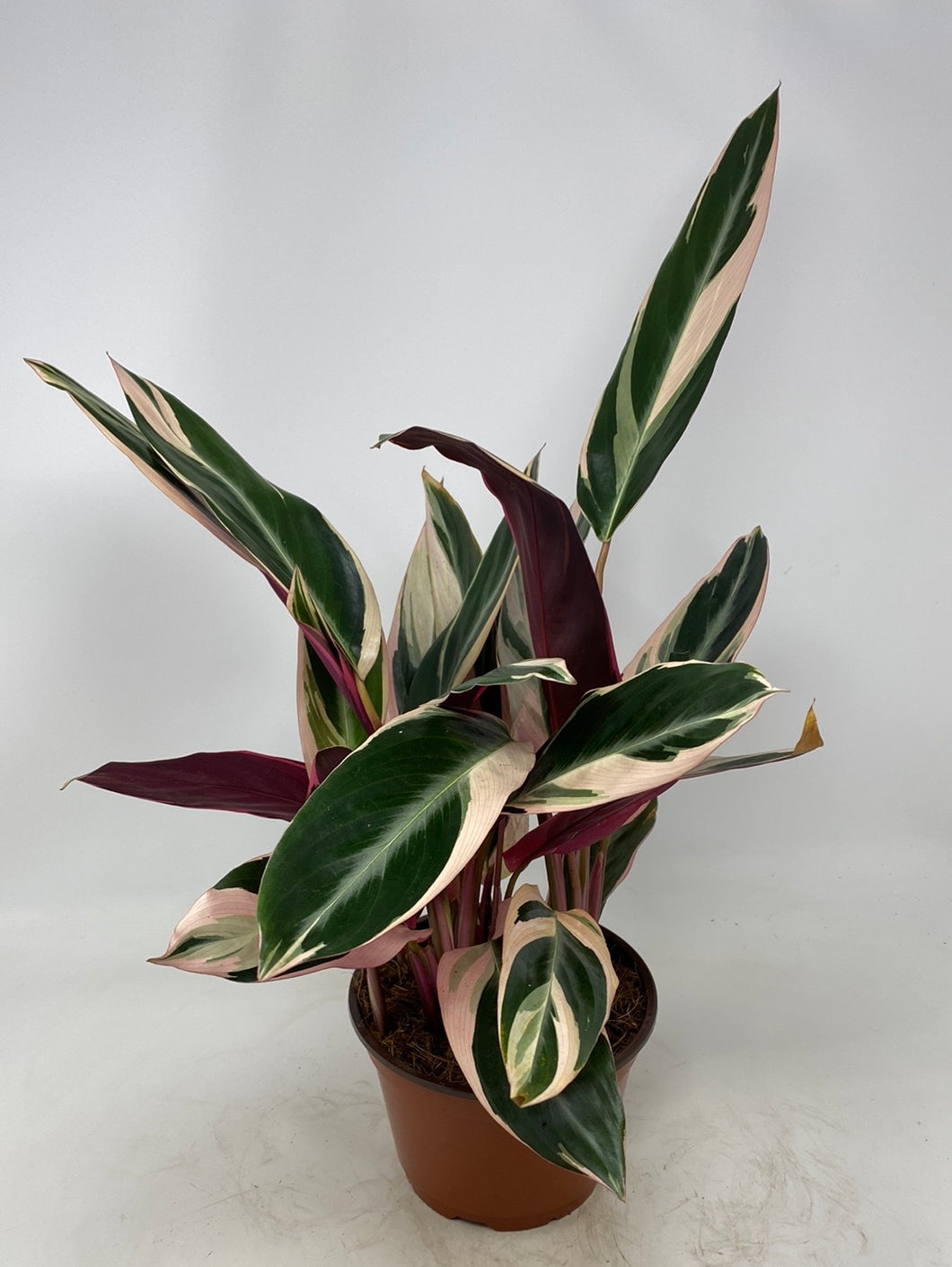 Stromanthe Sanguinea ‘Stromanthe Triostar’