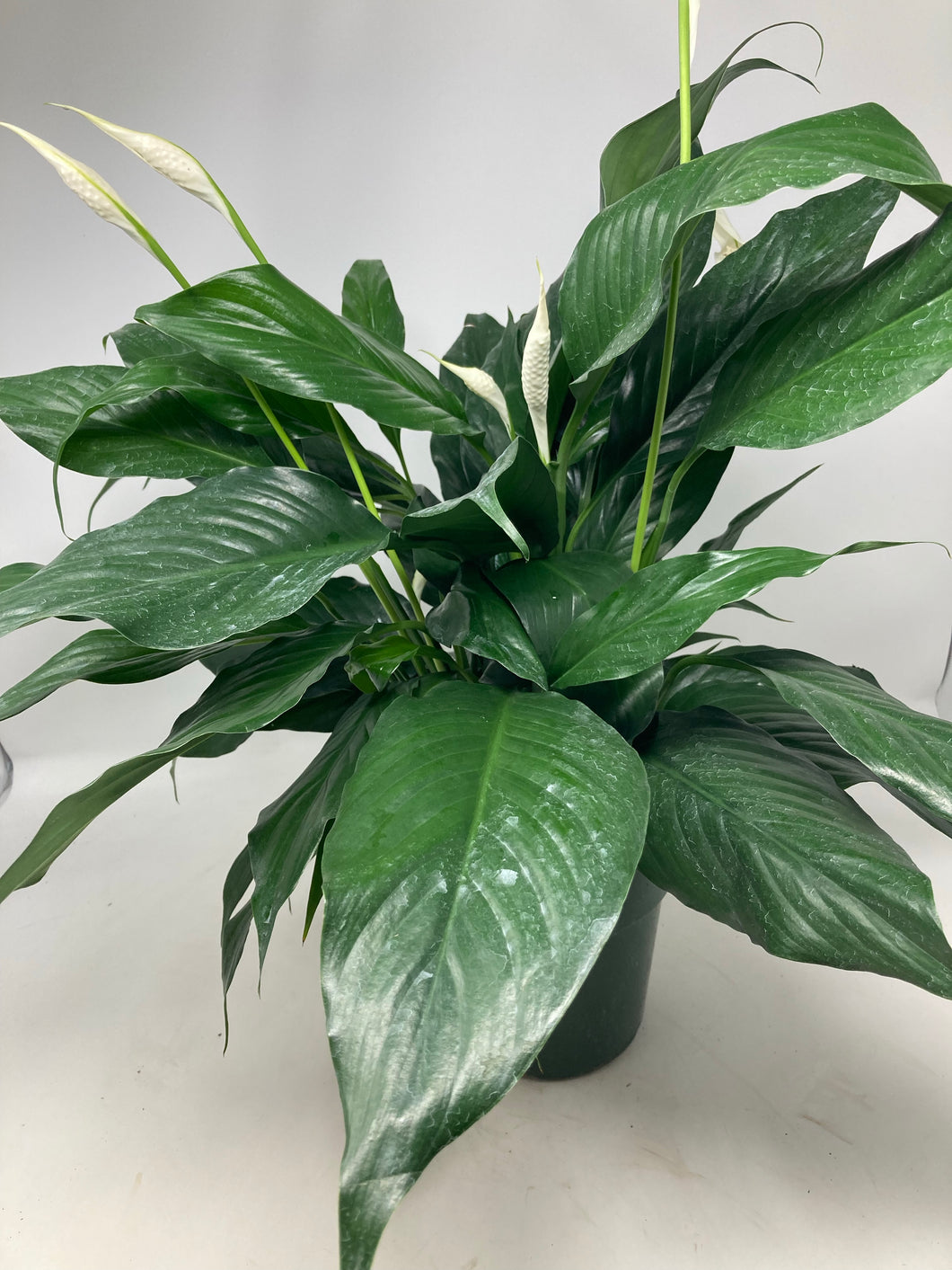 Spathiphyllum ‘Peace Lilly’