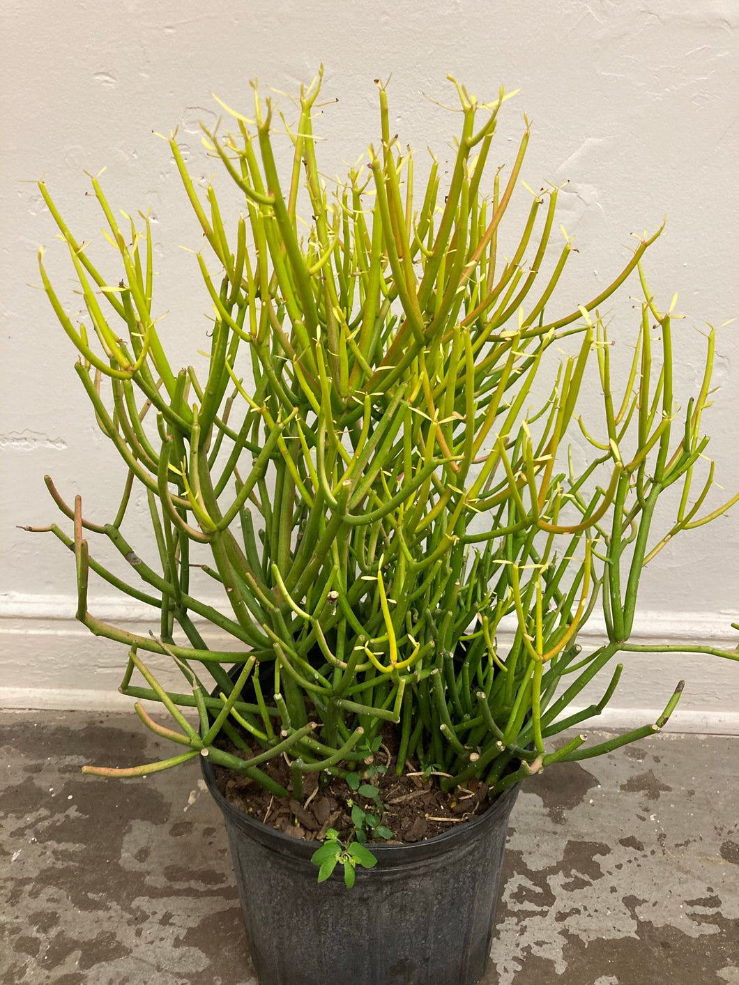 Euphorbia Tirucalli 'Sticks of fire'