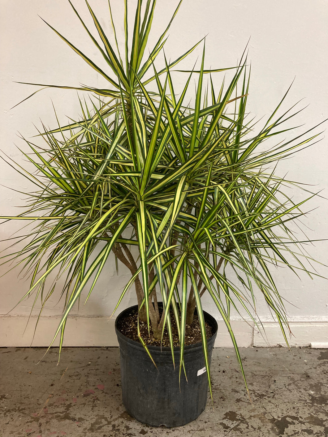 Dracaena Marginata ‘Kiwi’