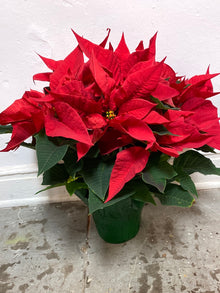 Euphorbia pulcherrima ‘Poinsettia’
