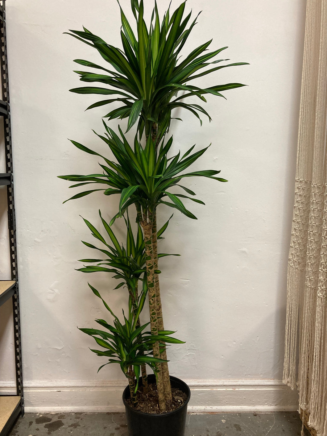 Dracaena deremenis ‘Rickii’