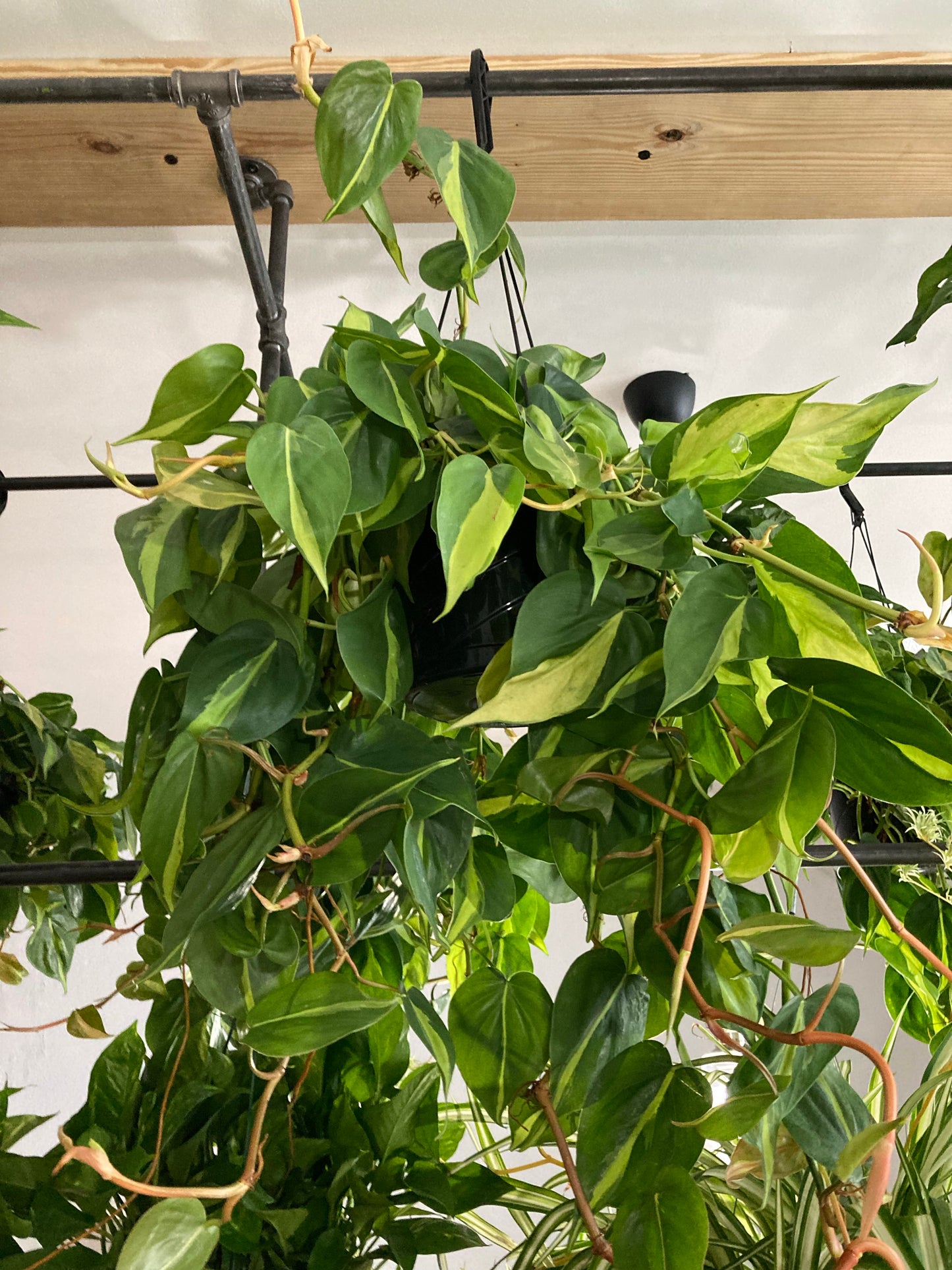 Philodendron 'Brazil'