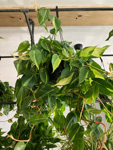 Philodendron 'Brazil'