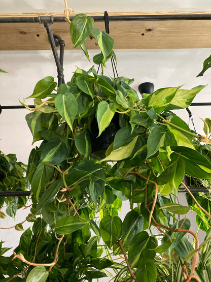 Philodendron 'Brazil'