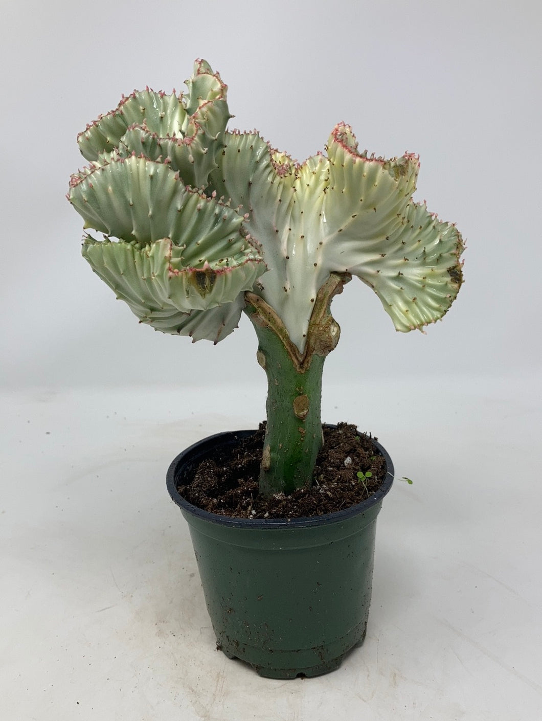 Euphorbia Lactea ‘Coral Cactus’