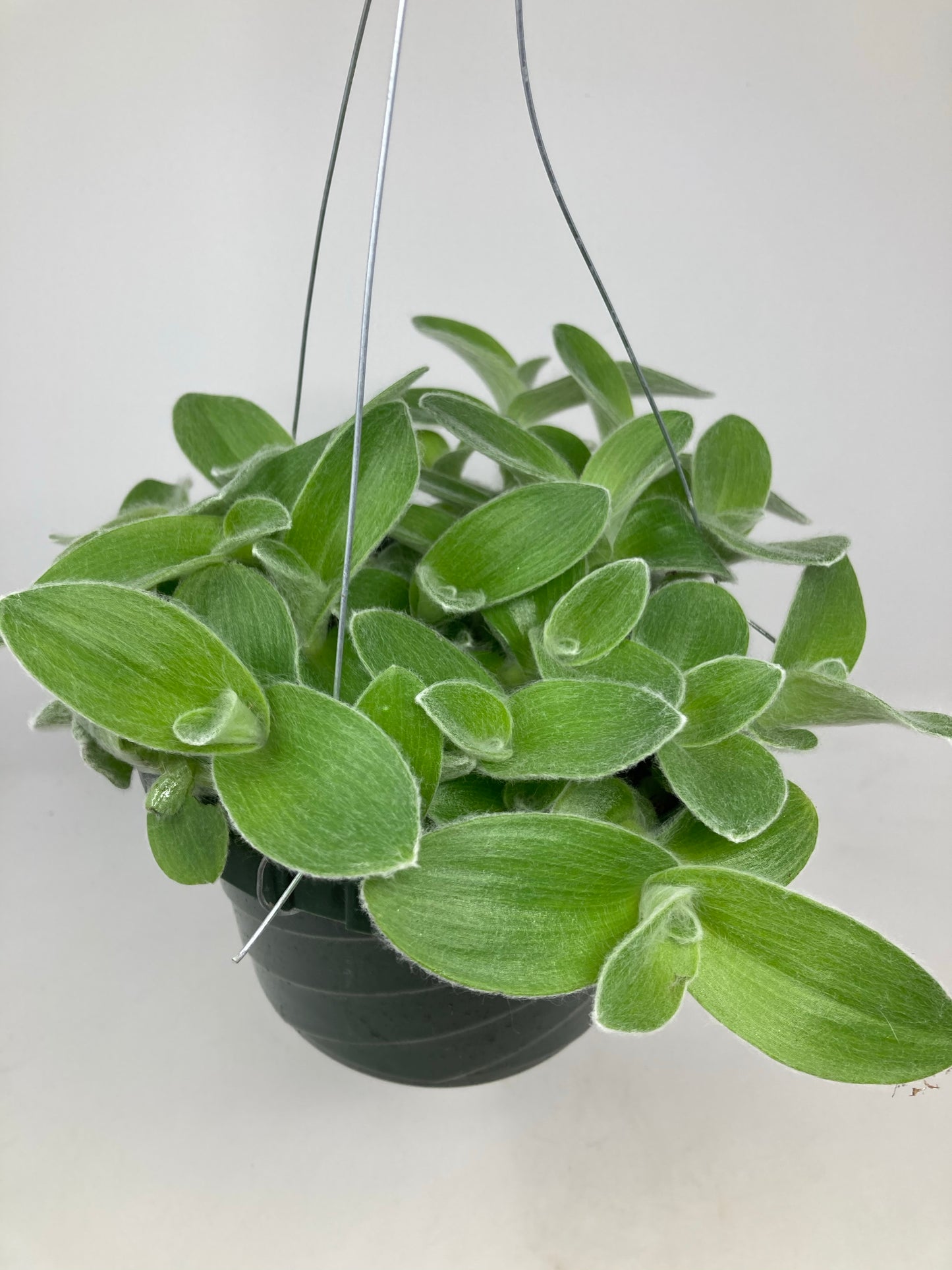 Tradescantia Sillamontana 'White Velvet'