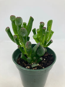 Crassula Ovata ‘Hobbit Jade’