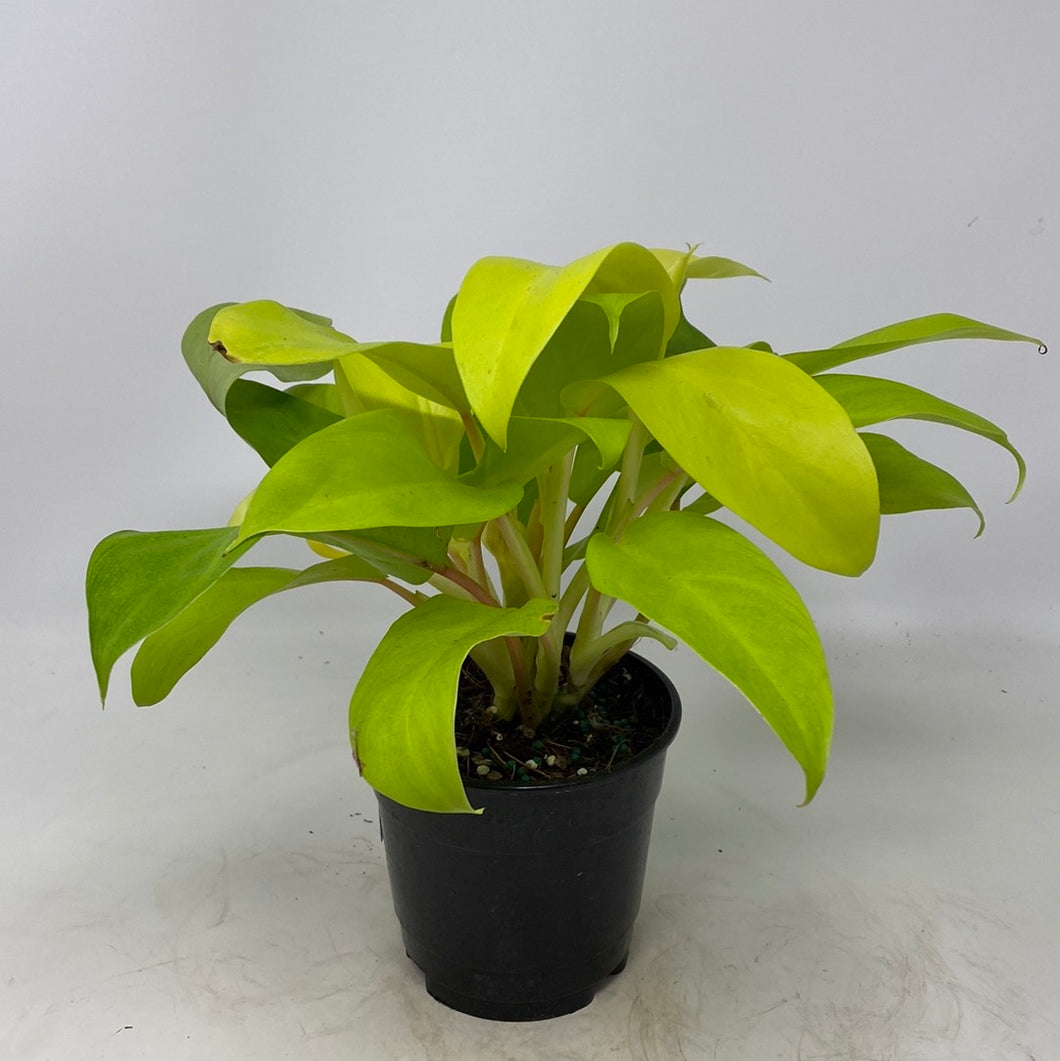 Philodendron Hederaceum 'Lemon Lime Neon'