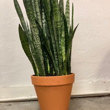 Load image into Gallery viewer, Sansevieria &#39;Wintergreen&#39;
