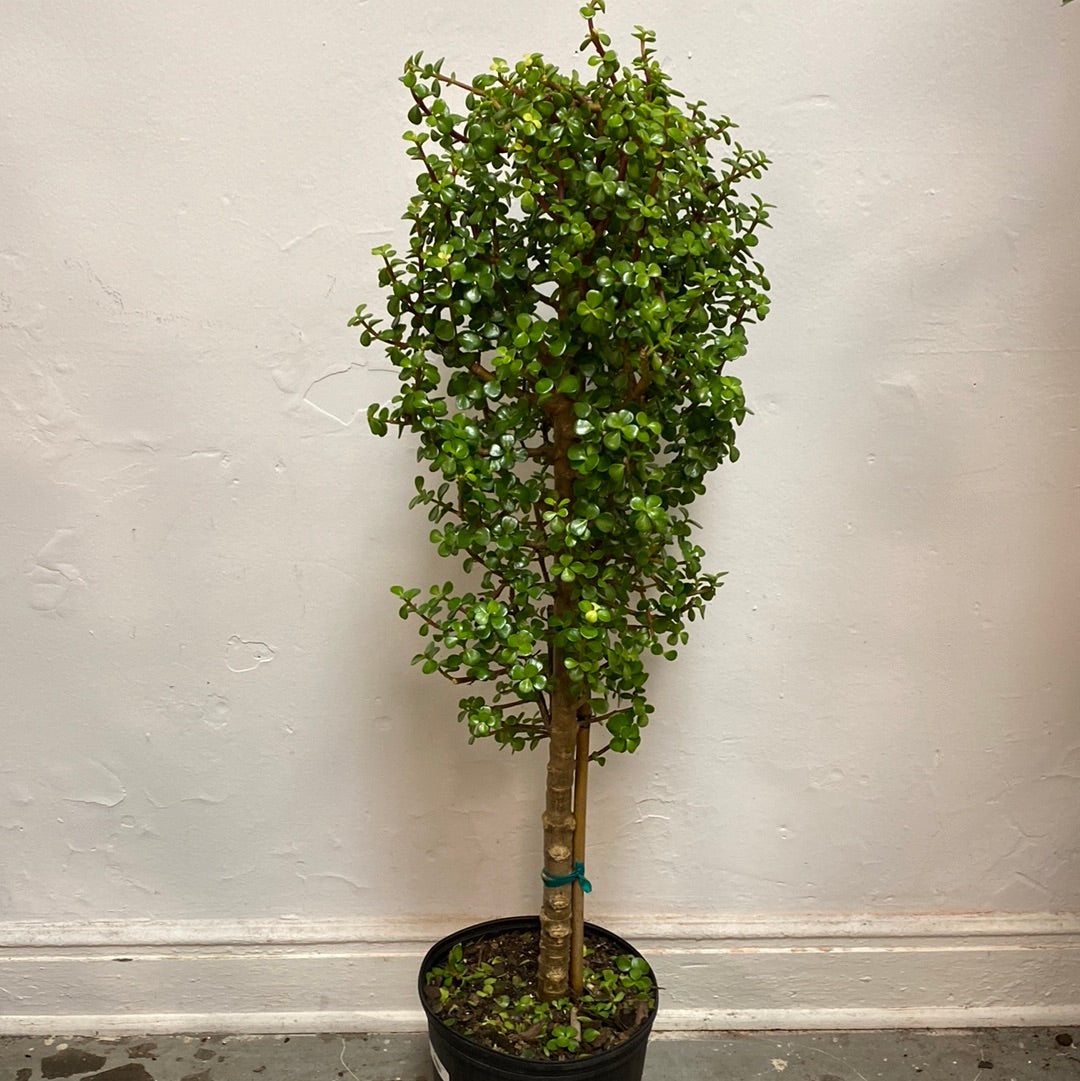 Portulacaria Afra 'Elephant Jade'