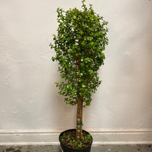 Load image into Gallery viewer, Portulacaria Afra &#39;Elephant Jade&#39;

