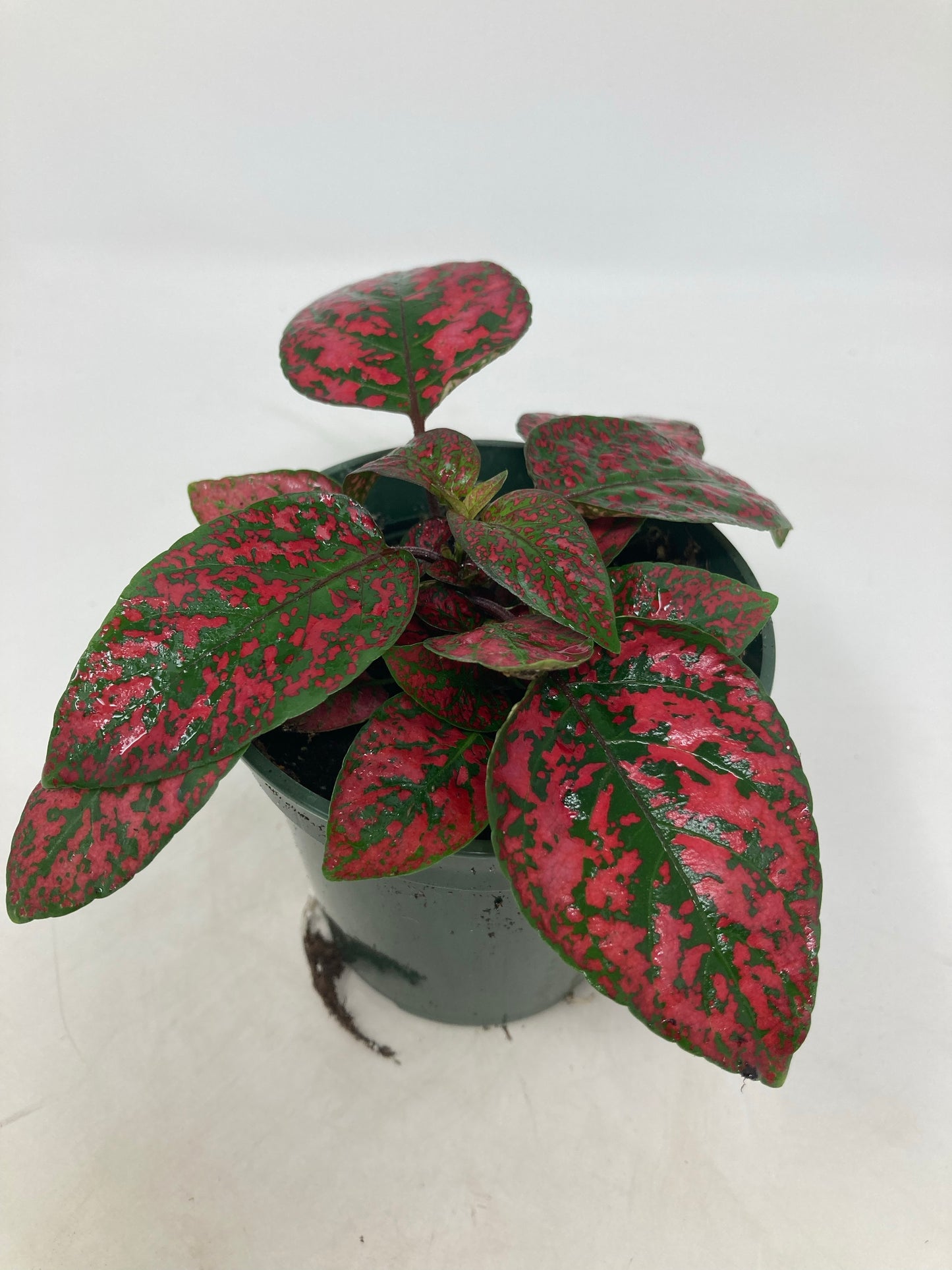 Hypoestes Phyllostachya 'Polka Dot Plant'