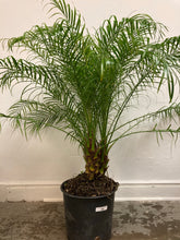 Load image into Gallery viewer, Phoenix Roebelenii ‘Pygmy Date Palm’

