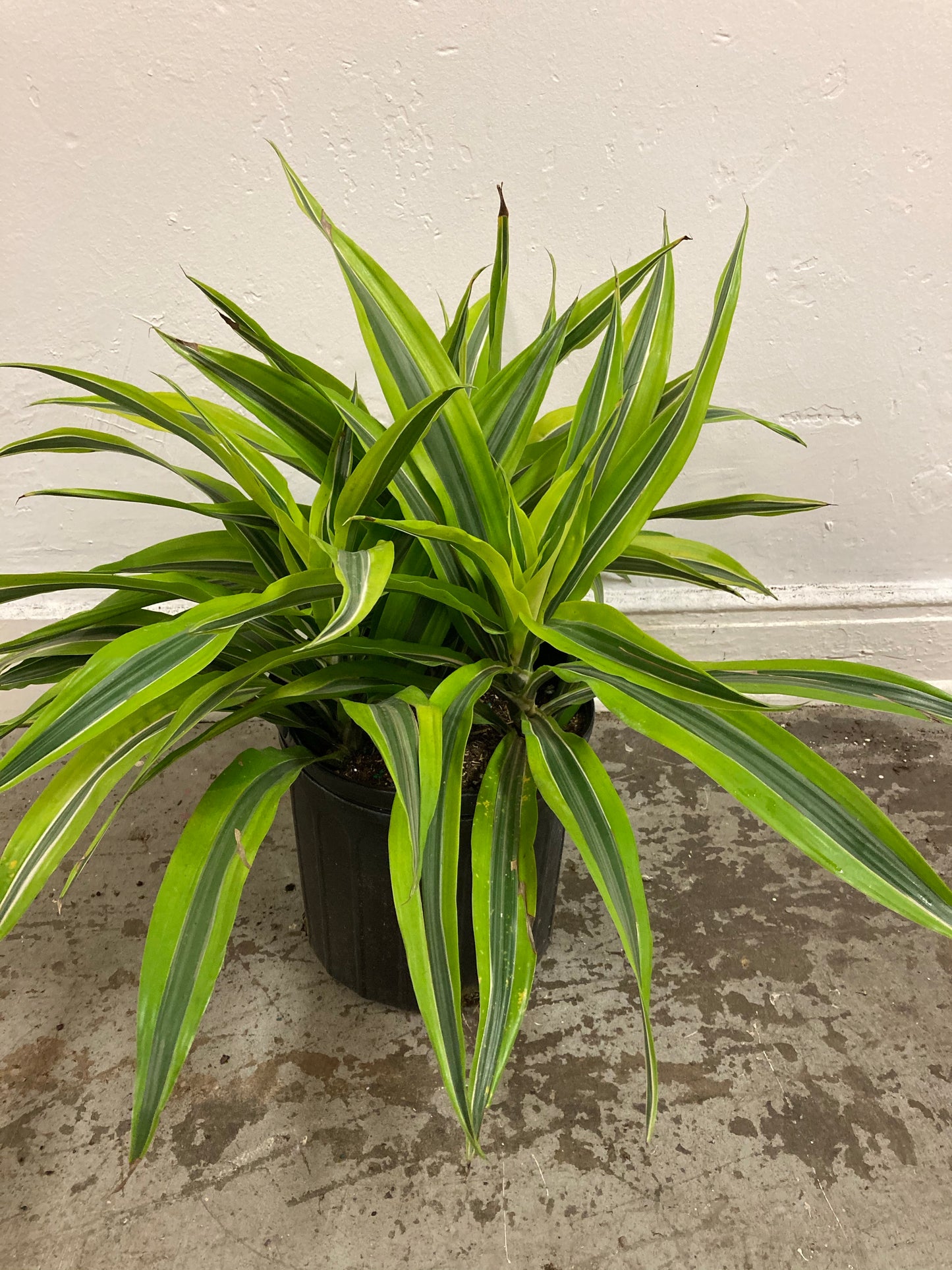 Dracaena ‘Lemon Lime’