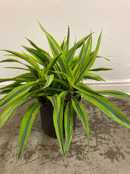 Dracaena ‘Lemon Lime’