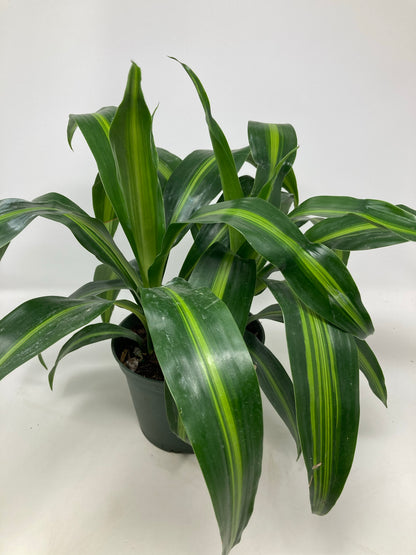 Dracaena 'Hawaiian Sunshine'