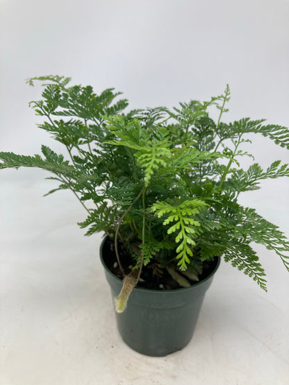 Davallia fejeensis ‘Rabbit Foot Fern’