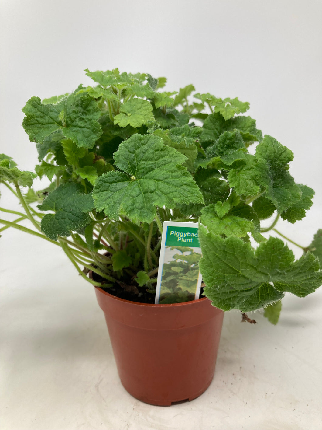 Tolmiea menziesii ‘’Piggyback Plant’