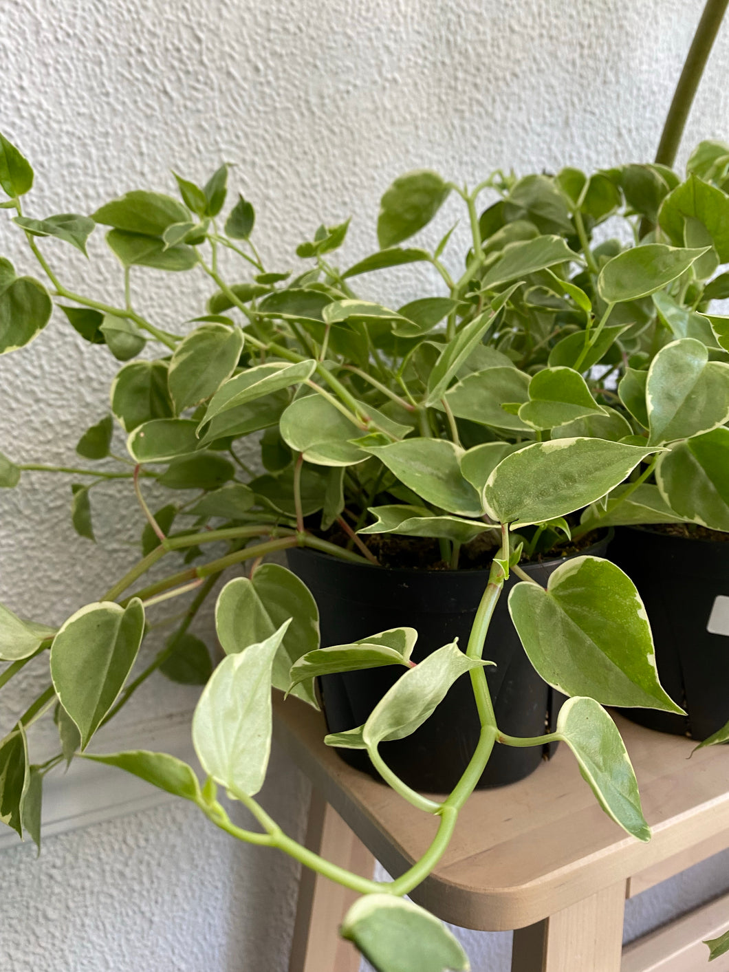 Peperomia scandens ‘Cupid Peperomia’