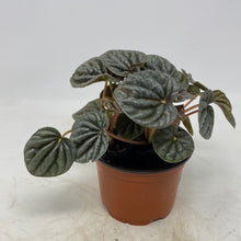 Load image into Gallery viewer, Peperomia  ‘Ripple Peperomia’
