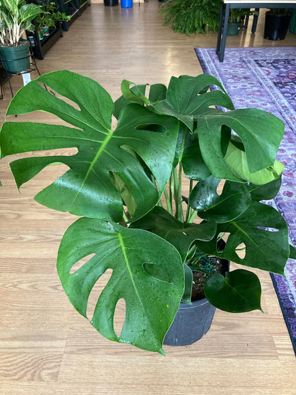 can i split my monstera plant Monstera deliciosa 'Split Leaf' – Snakeroot Botanicals