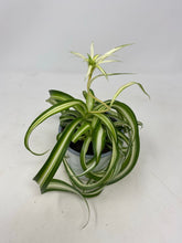 Load image into Gallery viewer, Chlorophytum Comosum ‘Bonnie Spider Plant’
