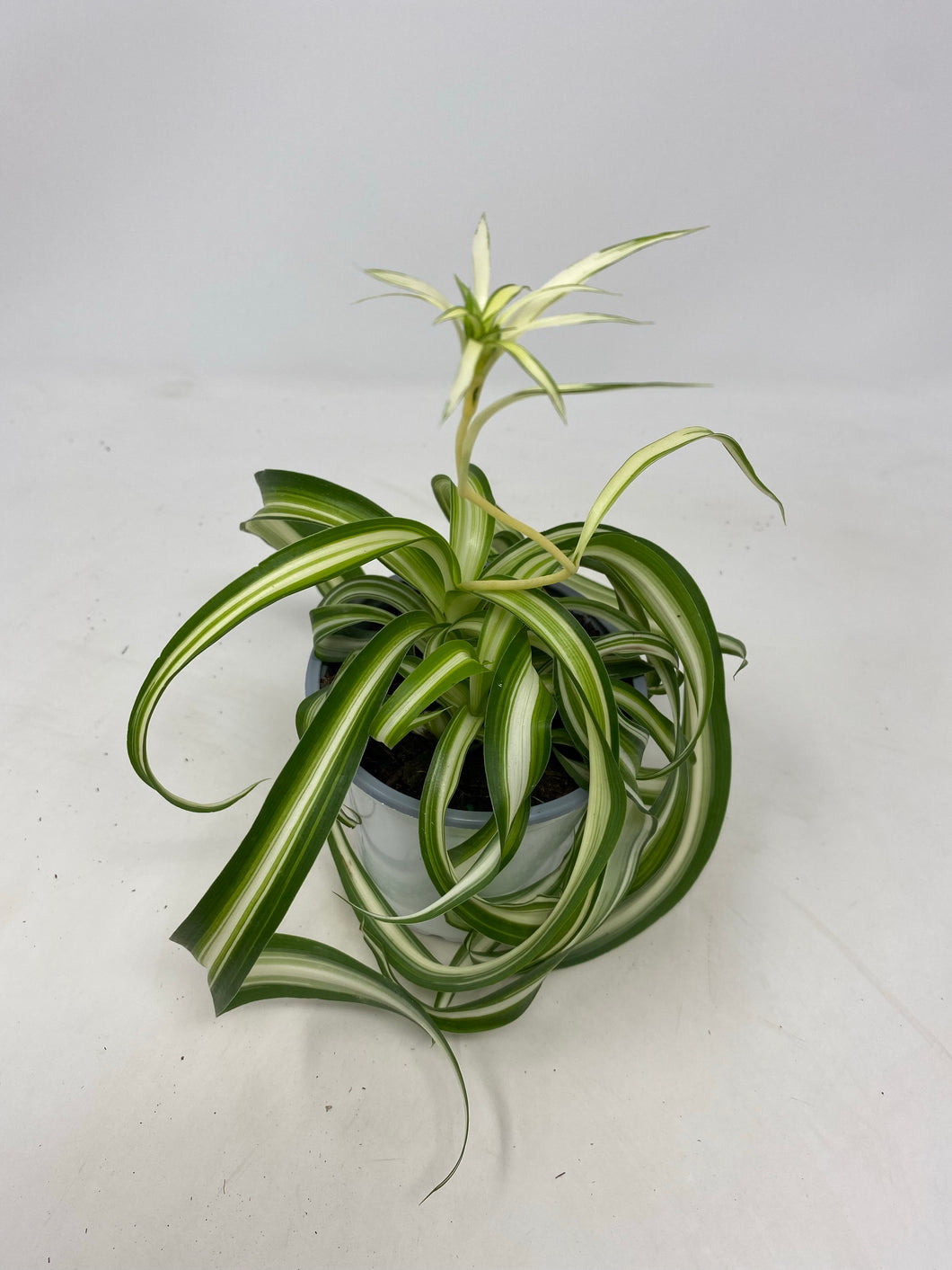 Chlorophytum Comosum ‘Bonnie Spider Plant’