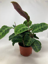 Load image into Gallery viewer, Calathea warscewiczii ‘Jungle Velvet’
