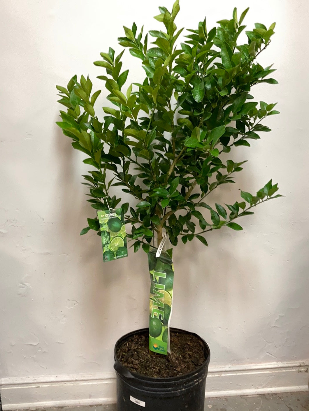 Citrus latifolia ‘Persian Lime Tree’