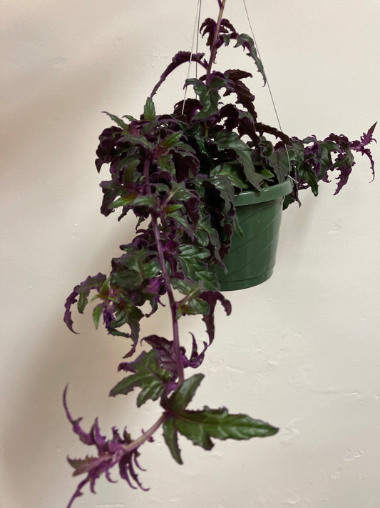 Gynura Aurantiaca 'Purple Passion'