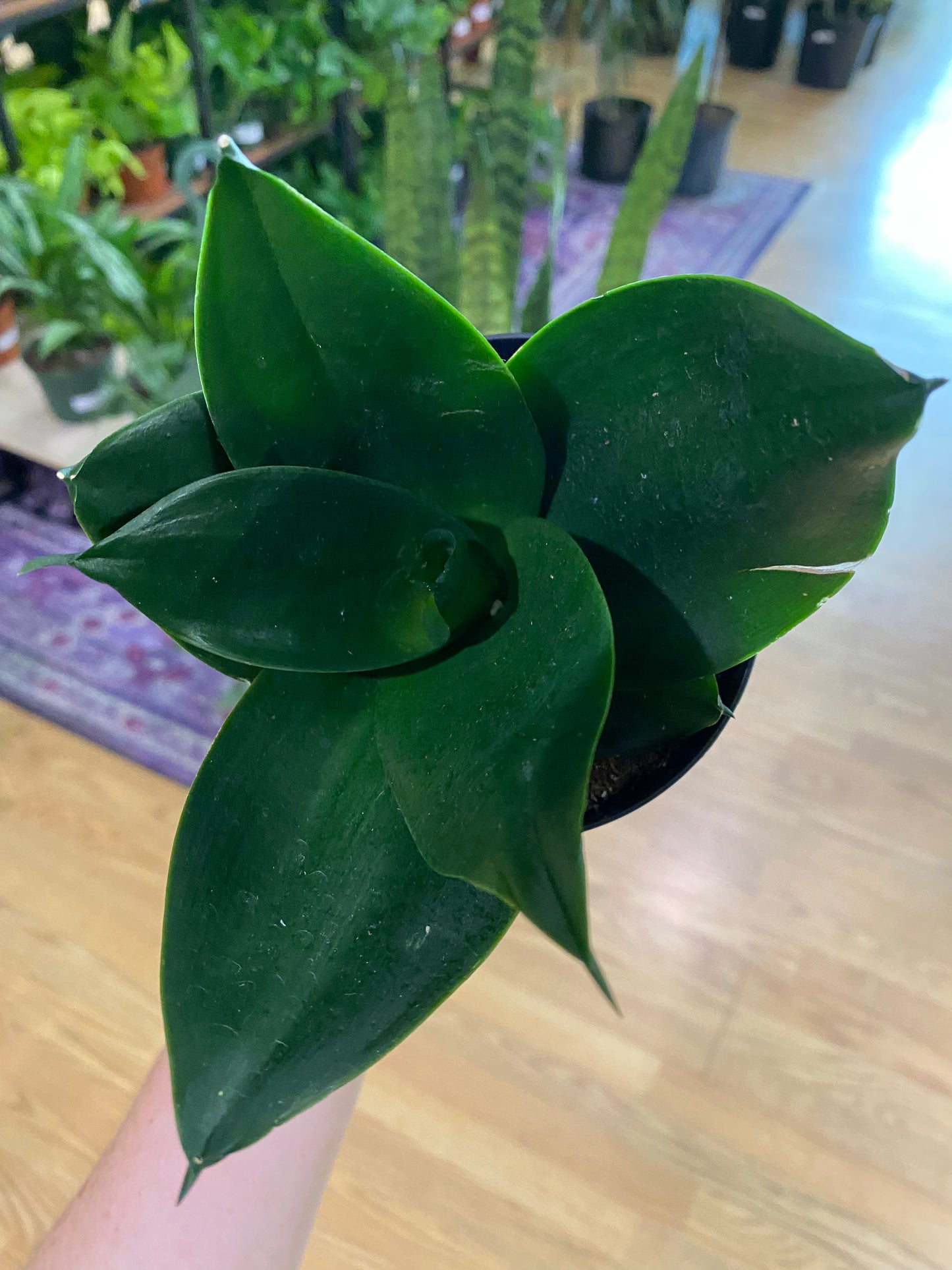 Sansevieria Hahnii 'Black Snake Plant' - 4.5" Pot