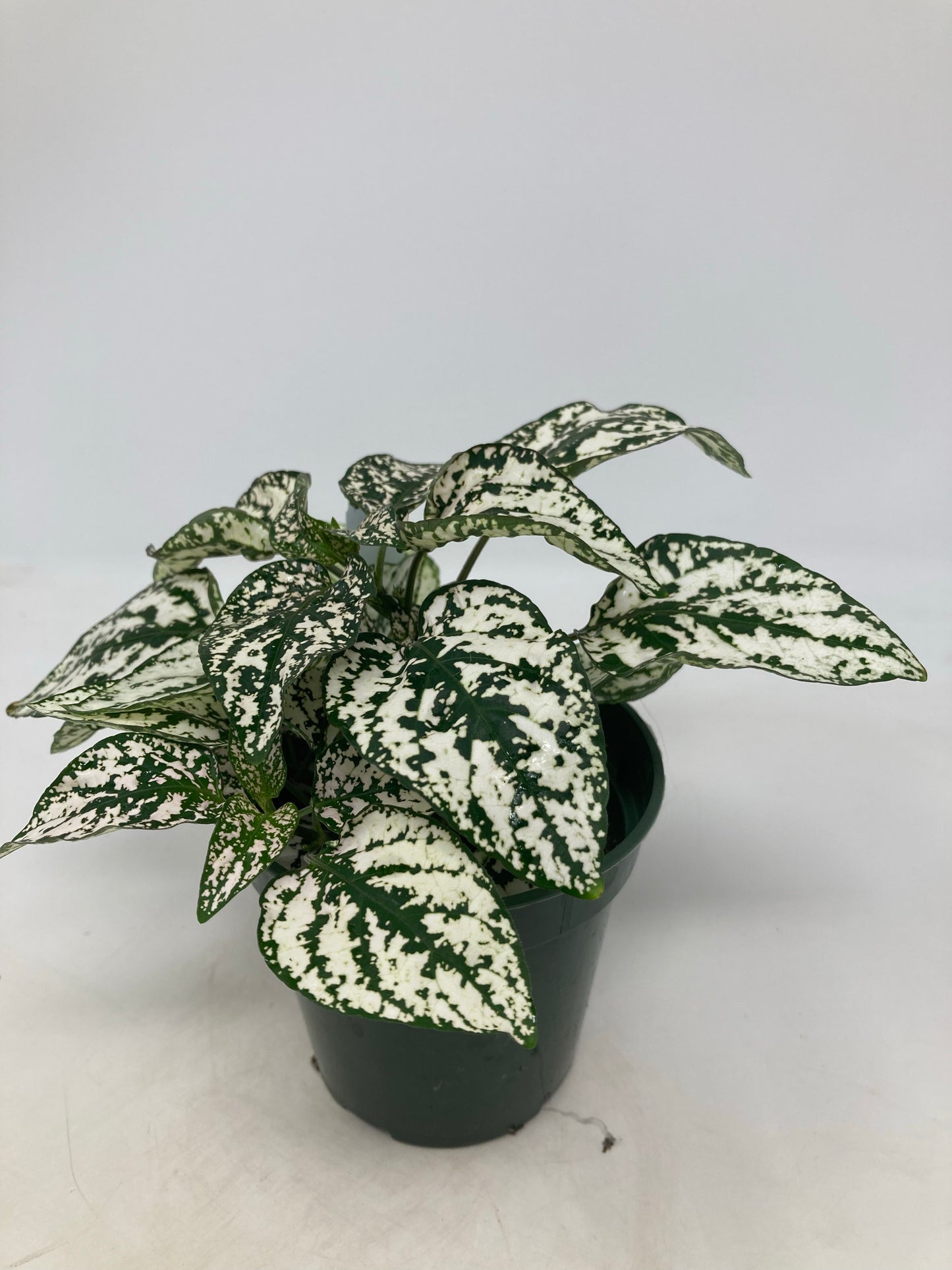 Hypoestes Phyllostachya 'Polka Dot Plant'