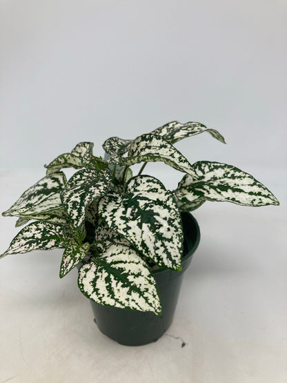 Hypoestes Phyllostachya 'Polka Dot Plant'