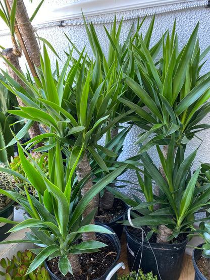 Yucca Gigantea 'Yucca'