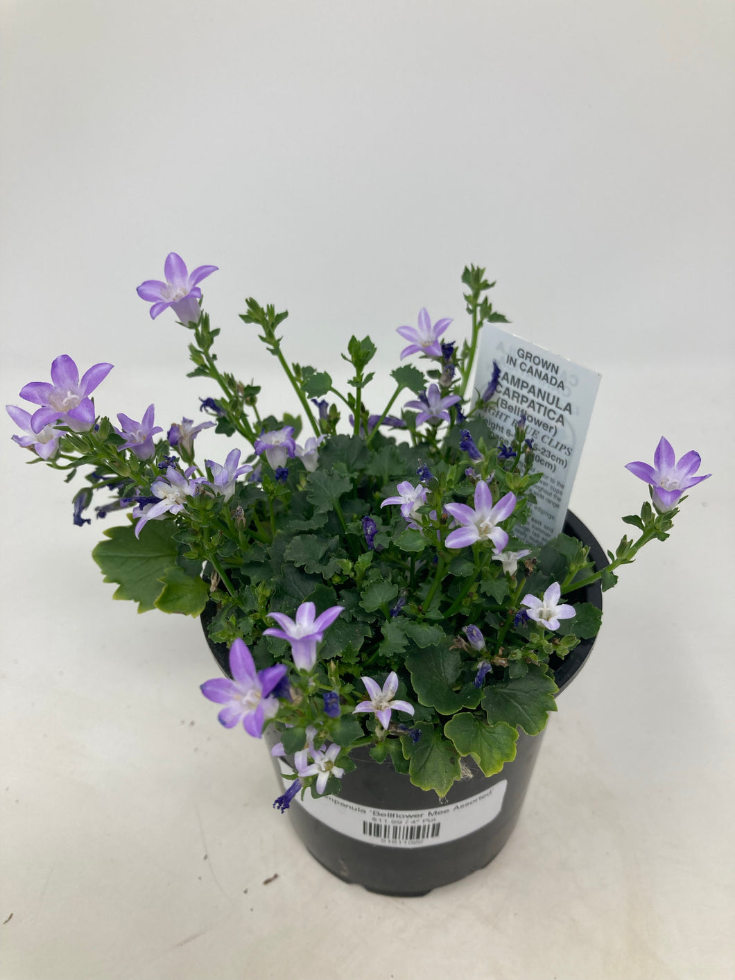 Campanula ‘Bellflower Mee Assorted’