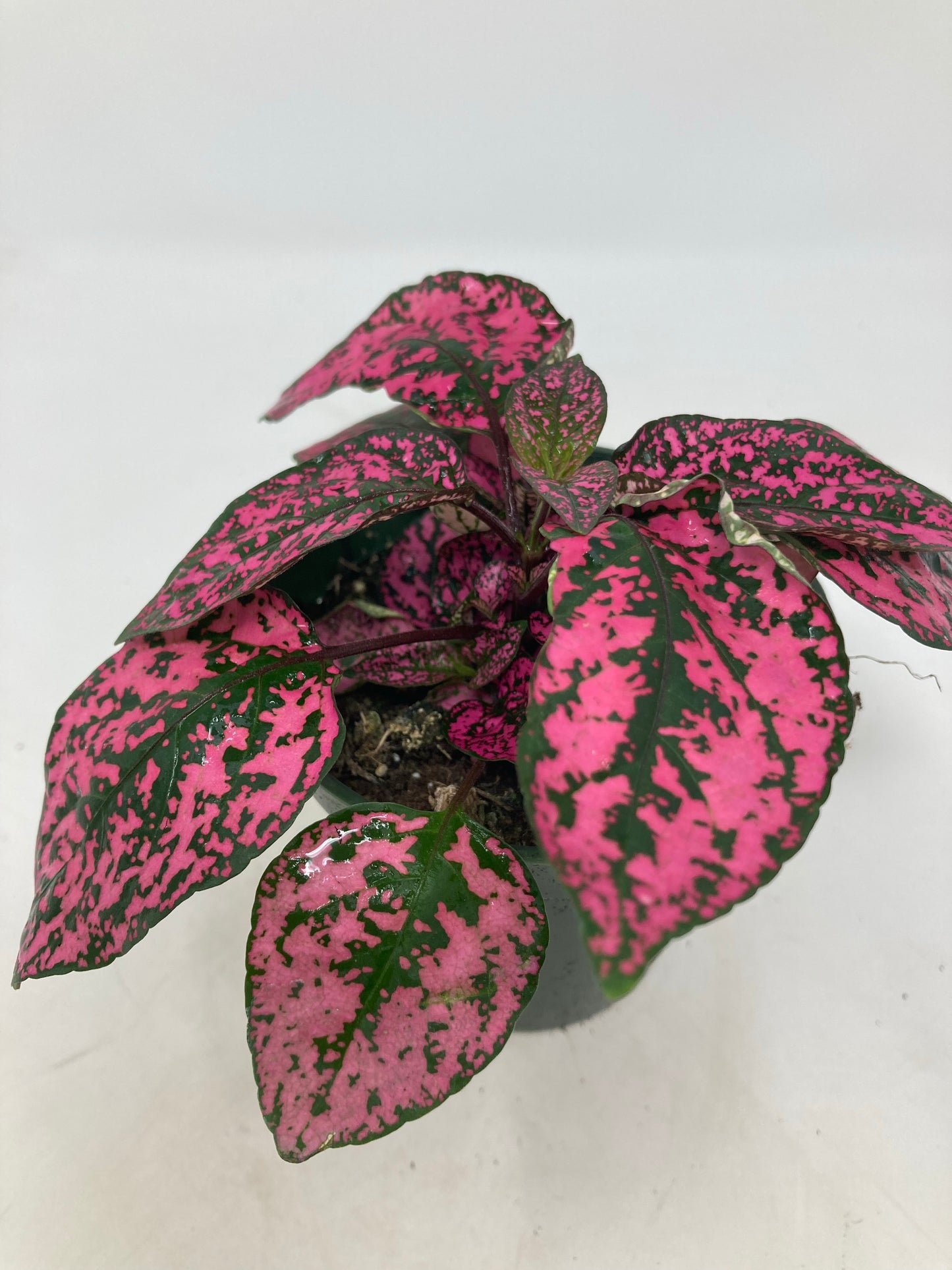 Hypoestes Phyllostachya 'Polka Dot Plant'