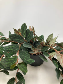 Pellionia Repens ‘Trailing Watermelon’