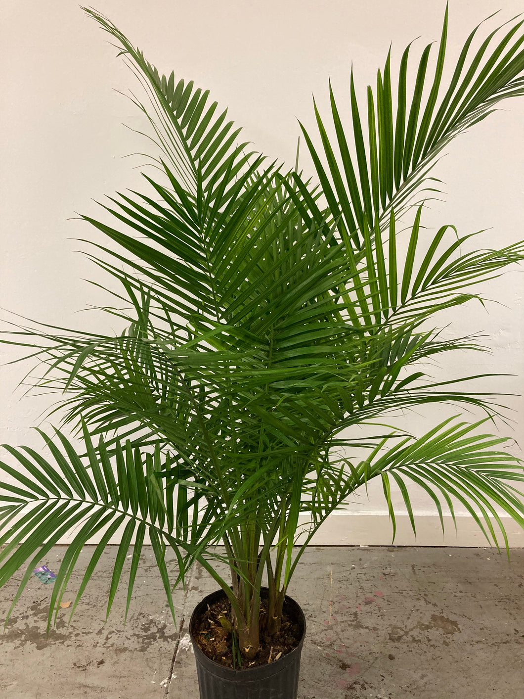 Ravenea Rivularis 'Majesty Palm'