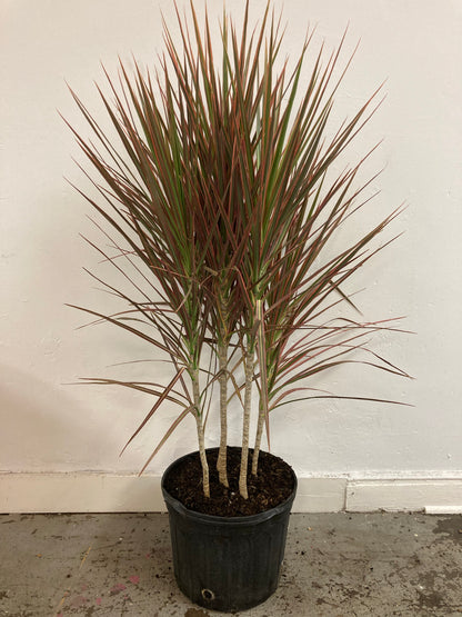 Dracaena marginata 'Colorama'