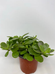 Senecio Jacobsenii 'Trailing Jade'
