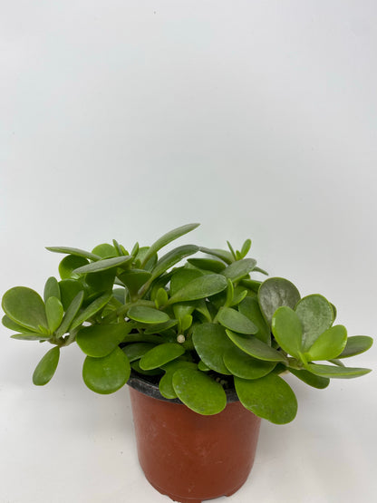Senecio Jacobsenii 'Trailing Jade'