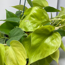 Load image into Gallery viewer, Philodendron Hederaceum &#39;Lemon Lime Neon&#39;
