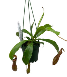 Nepenthes ‘Pitcher Plants’