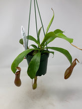Load image into Gallery viewer, Nepenthes ‘Pitcher Plants’
