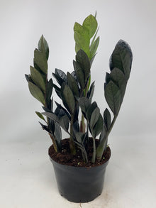 Zamioculcas zamiifolia ‘Raven ZZ’
