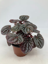 Load image into Gallery viewer, Peperomia  ‘Ripple Peperomia’
