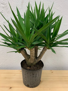 Yucca Gigantea 'Yucca'